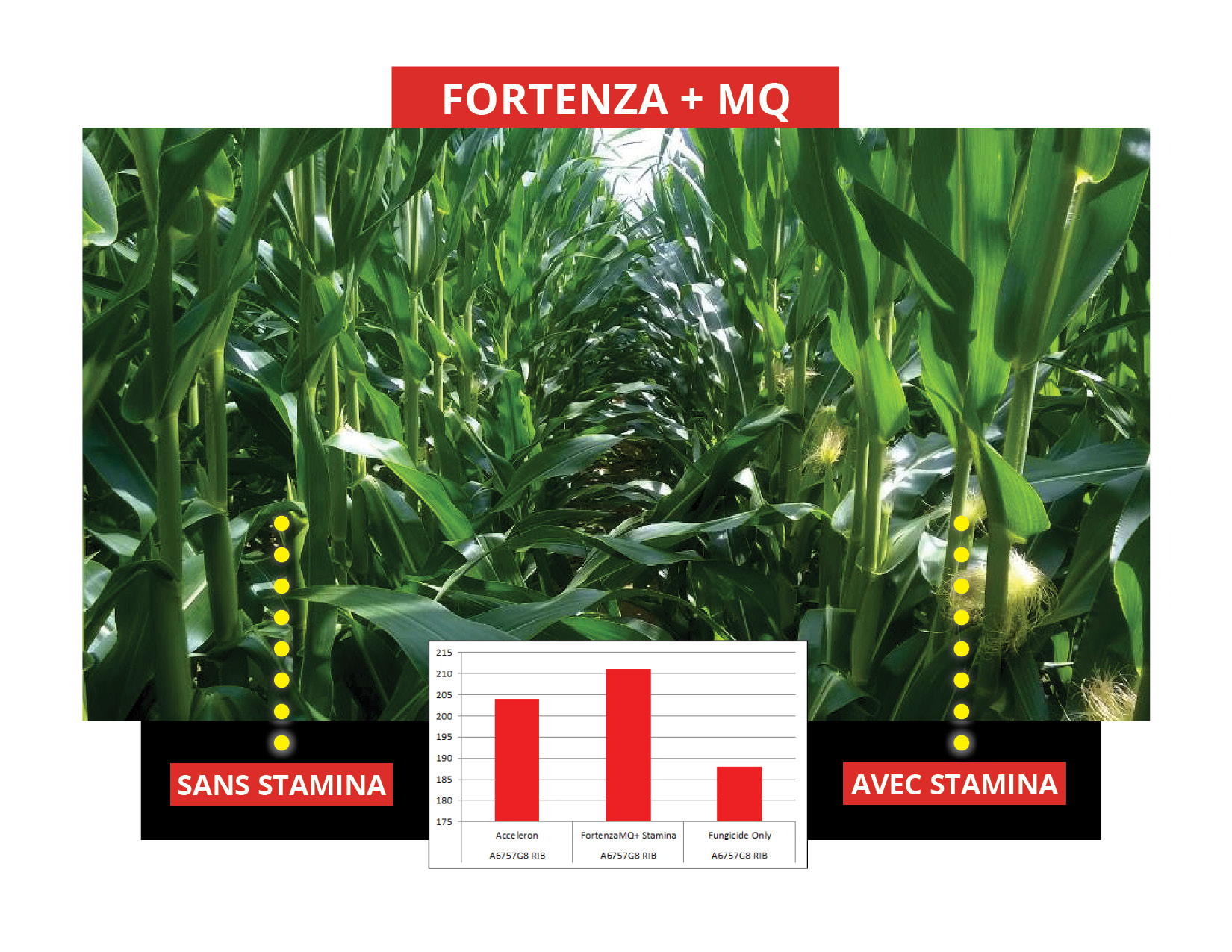 Pourquoi le nouveau traitement de semences maïs Fortenza/Stamina?